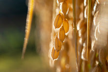 画像をギャラリービューアに読み込む, 【白米/玄米】天日干しコシヒカリ(栽培期間中無農薬、無化学肥料米)【2025】