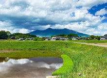 画像をギャラリービューアに読み込む, 【白米/玄米】天日干しコシヒカリ(栽培期間中無農薬、無化学肥料米)【2025】