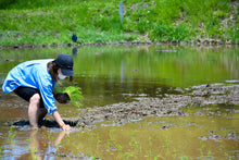 画像をギャラリービューアに読み込む, 【白米/玄米】天日干しコシヒカリ(栽培期間中無農薬、無化学肥料米)【2025】