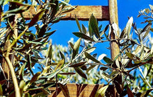 画像をギャラリービューアに読み込む, 【お一人様2点まで】CANOLIVA オーガニック エクストラ バージンオリーブオイル